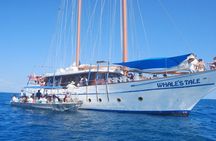 Fijian Islands and Snorkel Full-Day Whales Tale Cruise including Beach BBQ Lunch
