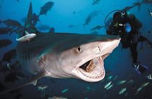 Ultimate Shark Encounter Two Tank Dive at The World Famous Beqa Lagoon 