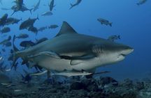 Ultimate Shark Encounter Two Tank Dive at The World Famous Beqa Lagoon 