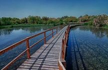 Shaumari Reserve and Azraq Wetland Private Full Day Tour from Amman