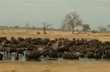 Full-Day Hwange National Park Tour from Victoria Falls