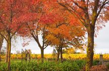 Private Tour: Winter Wine and Scenic Delights Tour from Blenheim