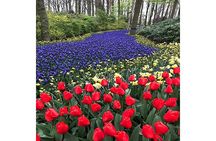Keukenhof 2025 Private Floral Tour