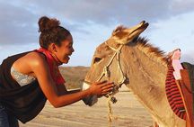 Sunset Pacific Donkey Hiking Tour