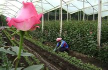 Rose Plantation, Equator Line and Otavalo Market Private Tour