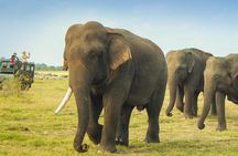 Minneriya National Park Private Safari from Habarana