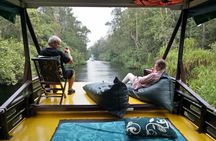 4-Day Private Orangutan and Bornean Primates Tour from Pangkalanbuun