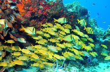 Snorkeling Tour in Puerto Morelos