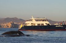 Sunset Dinner Cruise in Los Cabos