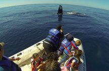 Zodiac Whale-Watching Adventure in Los Cabos