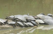 4-Day Amazon Wildlife Tour in Pacaya Samiria National Reserve from Iquitos, Peru