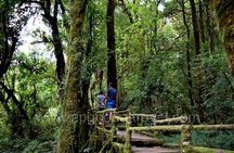 One day tour Doi Inthanon National Park and Trekking on Kew Mae Pan Trail 