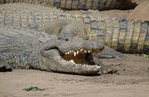 Durban Shore Excursion: Valley of 1000 Hills and PheZulu Tour