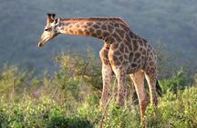 Richards Bay Shore Excursion: Private Small Group Hluhluwe Safari