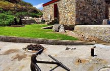Hermanus Whale Watching Day Trip from Cape Town