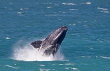 Hermanus Whale Watching Day Trip from Cape Town