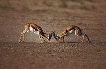 Big Five Game Reserve Wildlife Safari from Cape Town