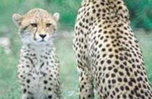 Hluhluwe Game Reserve Safari from Durban 