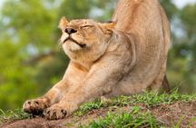 Big Five Afternoon Game Safari in Kruger National Park from Hazyview