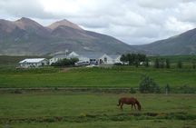 Icelandic Horseback Riding Tour Including Pick Up from Reykjavik