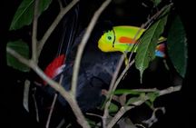 Monteverde Rain Forest Night Walk