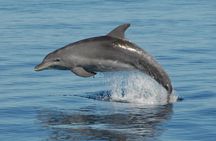 Fraser Island & Dolphin Sailing Adventure