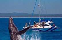 Fraser Island Whale Watch Encounter
