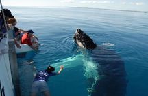 Fraser Island Whale Watch Encounter