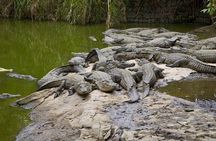 Full-Day Tea route and La Vanile Nature Park Tour in Mauritius 