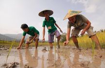 Rice is Life Experience & Kuang Si Waterfall - Luang Prabang full day tour