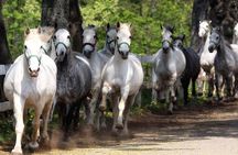 Lipica Stud Farm and Skocjan Caves from Portoroz