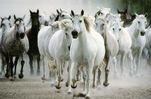 Lipica Stud Farm and Skocjan Caves from Piran or Portoroz or Izola