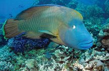 Poseidon Outer Great Barrier Reef Snorkeling and Diving Cruise from Port Douglas