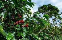 Day trip La paz Waterfall Gardens & Doka Coffee Plantations
