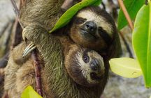 Day Trip from San Jose to Sloths & other wildlife Rescue Center