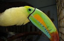 Day Trip from San Jose to Sloths & other wildlife Rescue Center