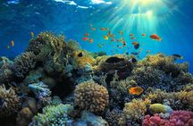 Private Day Trip from San Jose to Cahuita National Park (Caribbean Coast)