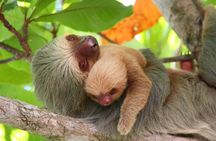 Manuel Antonio National Park one day tour from San Jose