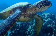 Caribbean Costa Rica: 5-Day Tour with Tortuguero National Park and Puerto Viejo