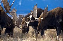 Half Day Private Sunset Wildlife Safari