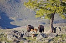 Yellowstone National Park Private Tour