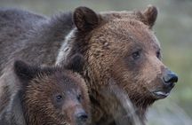 Yellowstone National Park Private Tour