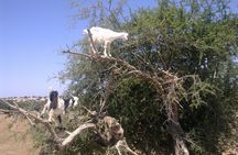 Private Day Trip from Marrakech to Essaouira City