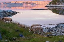 Tromsø: Exclusive Fjord Adventure by Bus