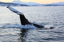 Polar Whale Safari From Tromsø