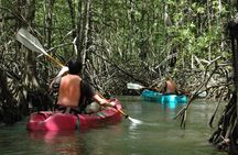 Damas Island Mangrove Kayaking Tour from Jacó