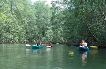 Damas Island Mangrove Kayaking Tour from Jacó