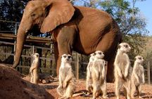 Elephant Sanctuary Tour from Johannesburg or Pretoria