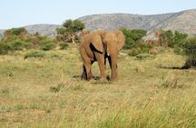 Elephant Sanctuary Tour from Johannesburg or Pretoria