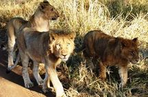 Rhino and Lion Park to see lots more animals nearest Johannesburg